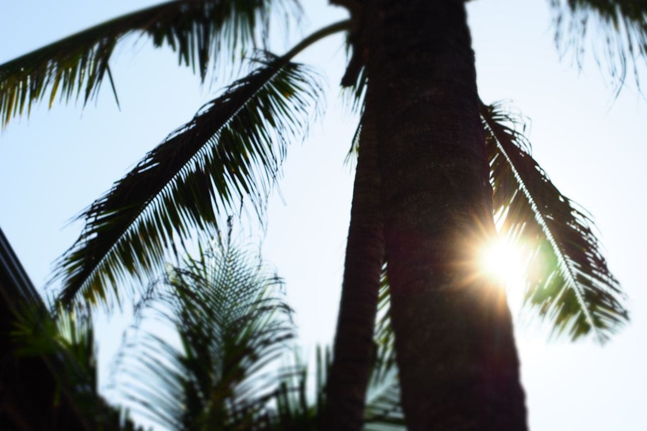 Palm tree sunburst